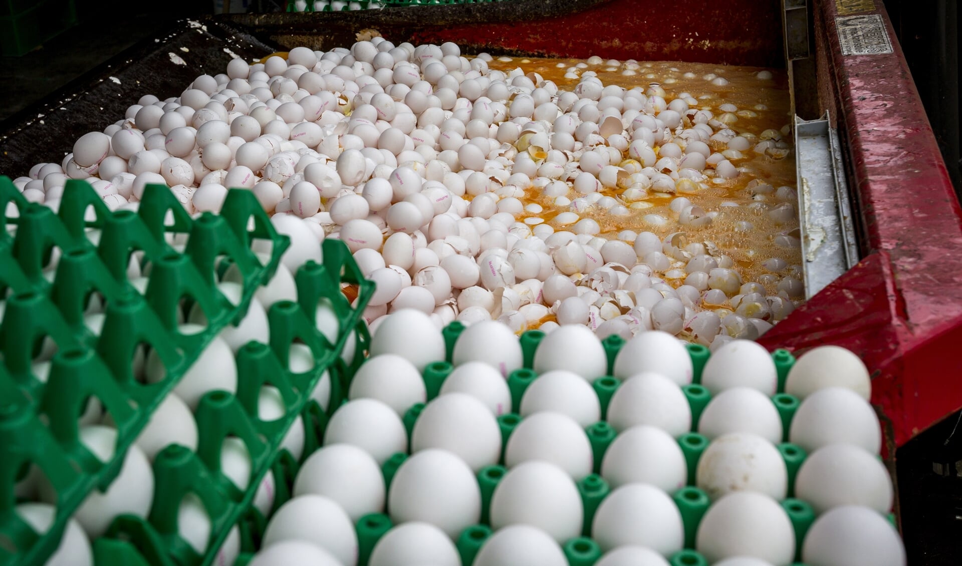 Eieren waarin fipronil is aangetroffen worden vernietigd in augustus 2017.