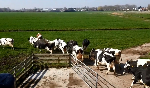 Fragment uit filmpje van de koeiendans.
