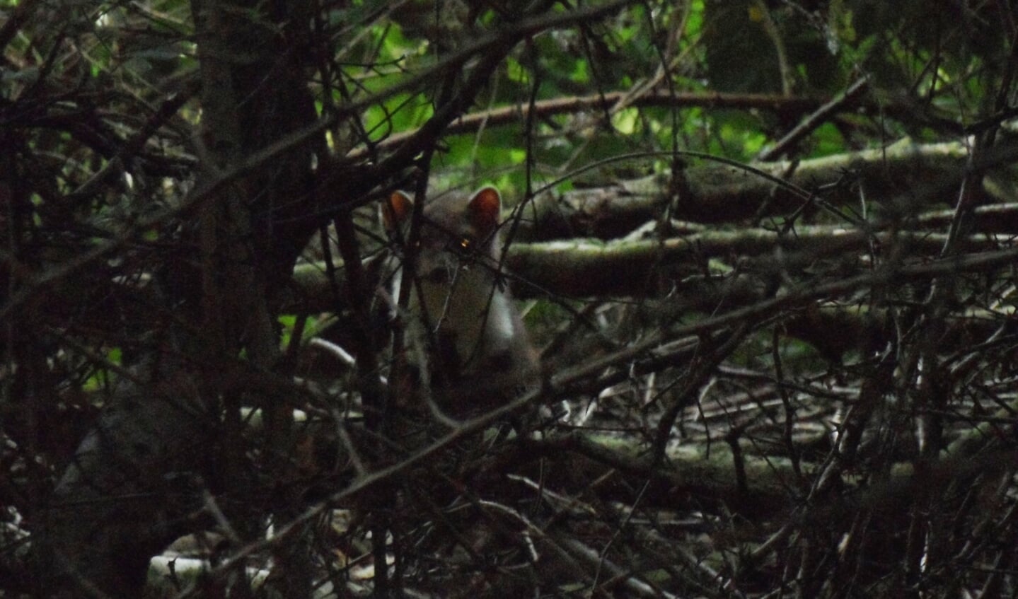 Steenmarter, doorgaans een nachtdier, in Zuid-Limburgs hellingbos.