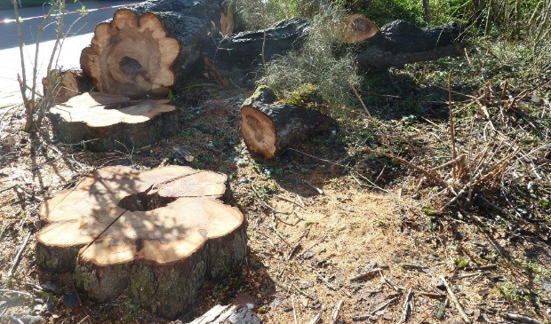 <p>De gekapte kastanjeboom.</p>