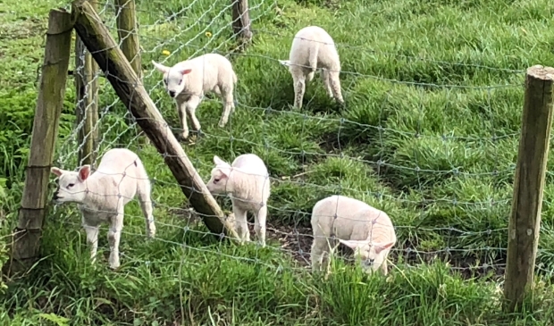 Weteringbrugse vijfling
