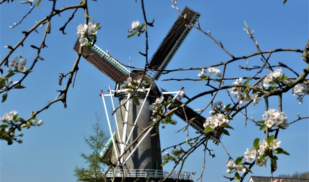 <p>De Molen in Werkhoven staat tussen de bloesem</p>