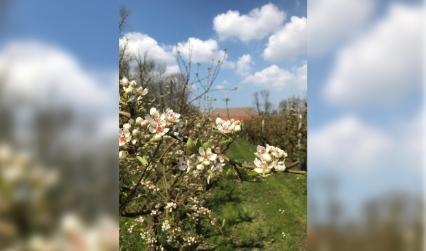 Perenbloesem