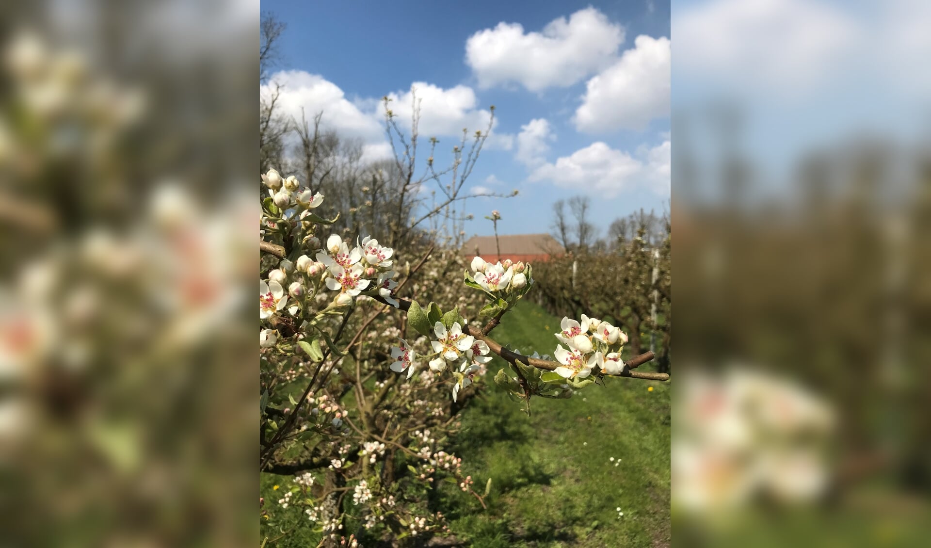 Perenbloesem