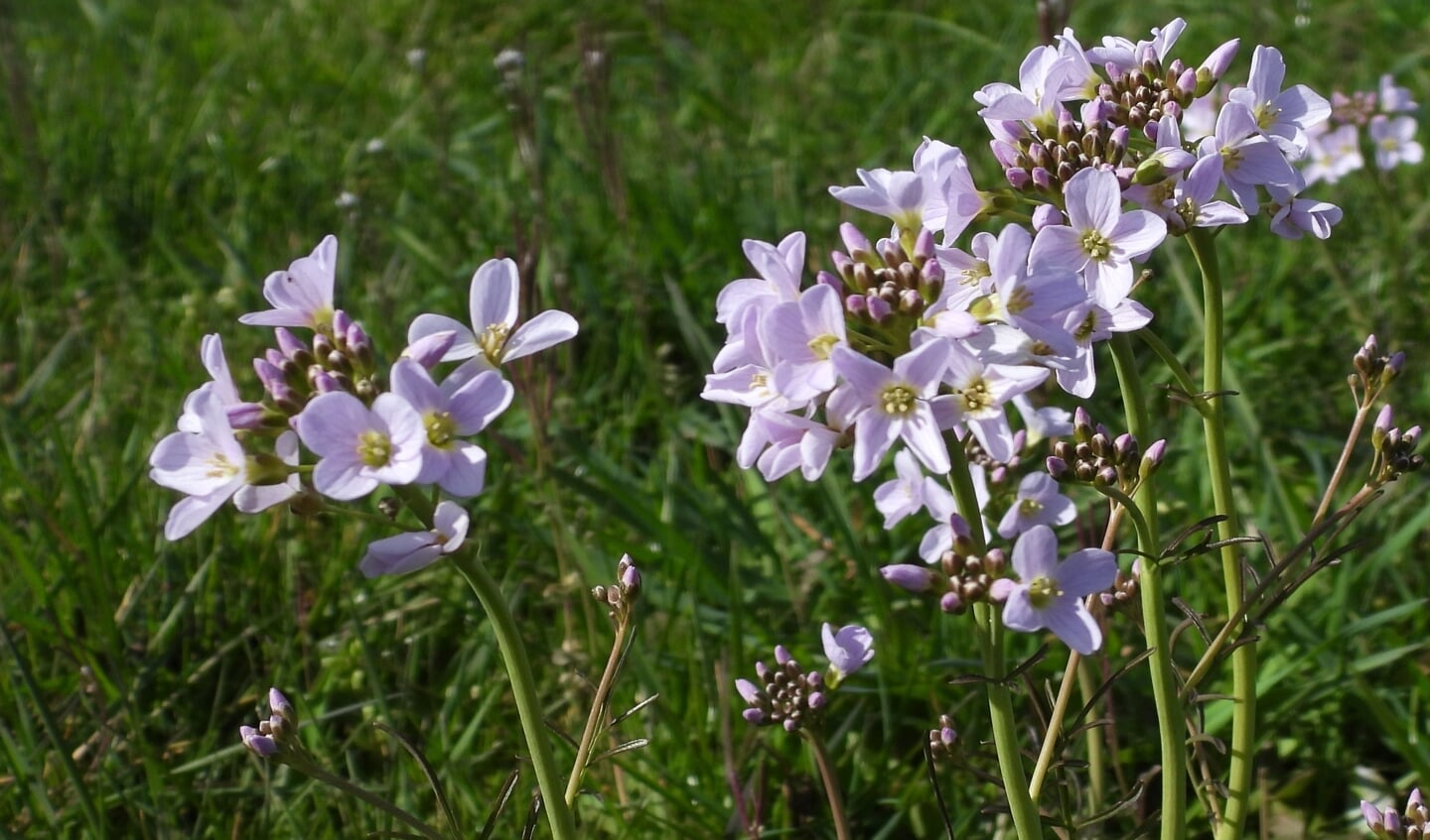 De bloemkleur is meestal lichtroze maar varieert tussen wit en donkerroze.
