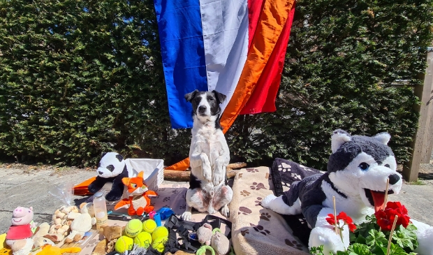 Hond Mick op de vrijmarkt
