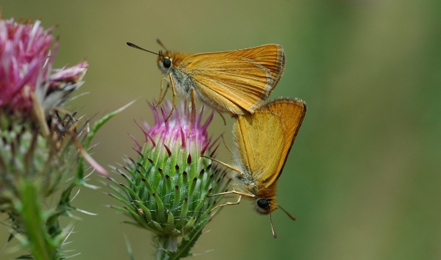 <p>De geelsprietdikkop boven de graslanden van Utrechts Landschap.</p>