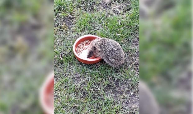 Het egeltje wordt verwend met gedroogde meelwormen.