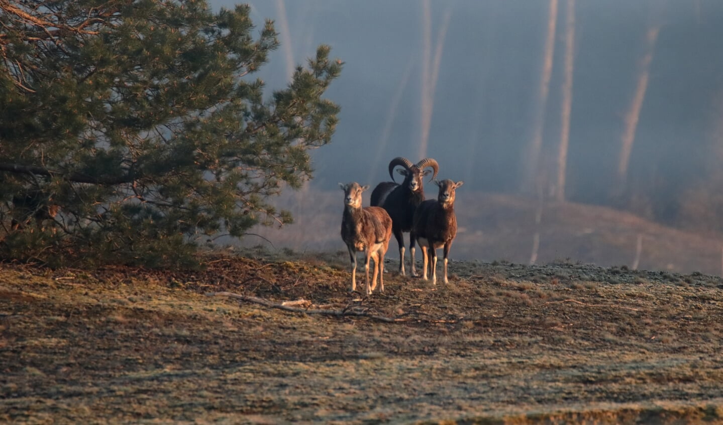 Een mannetjesmoeflon en twee vrouwtjes in het Wekeromse Zand.