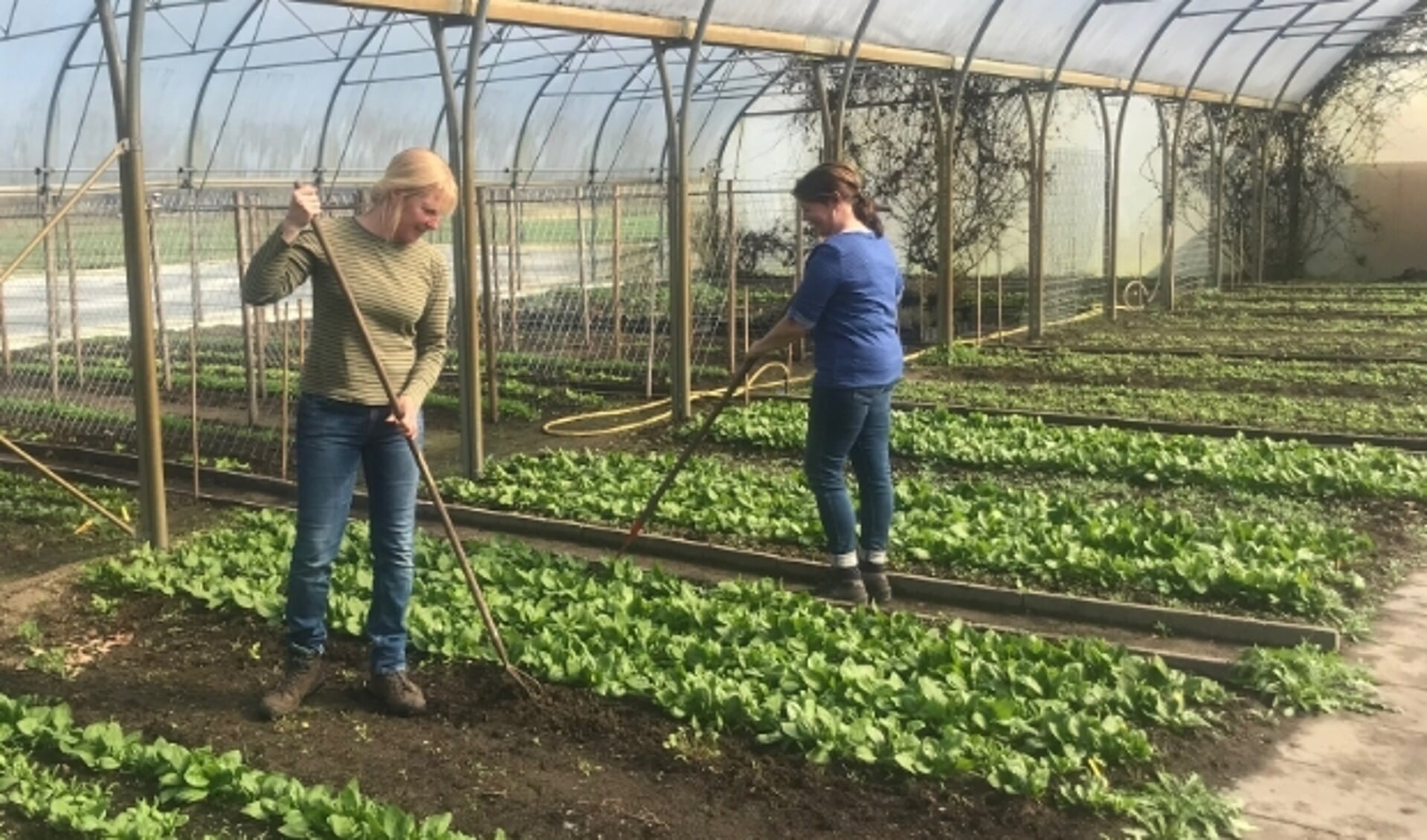 Tineke en Esther aan het werk in de kas.