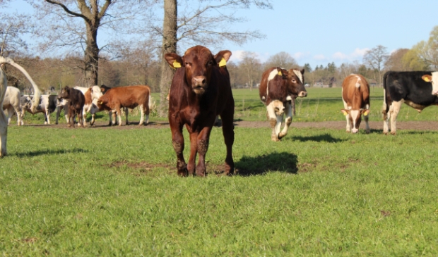 <p>De unieke kalverendans bij Eco Fields.</p>