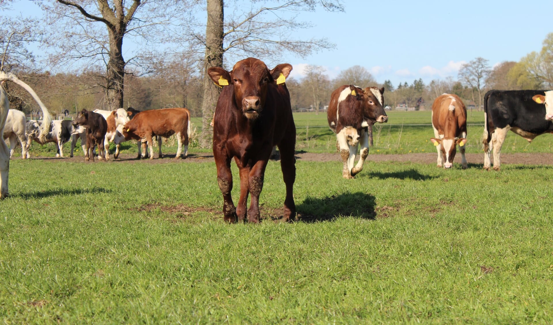 De unieke kalverendans bij Eco Fields.