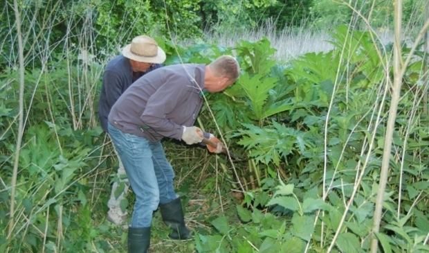 <p>Van der Neut vertelt ook over exoten zoals de reuzebereklauw</p>