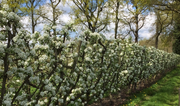 Peren, volop in bloei