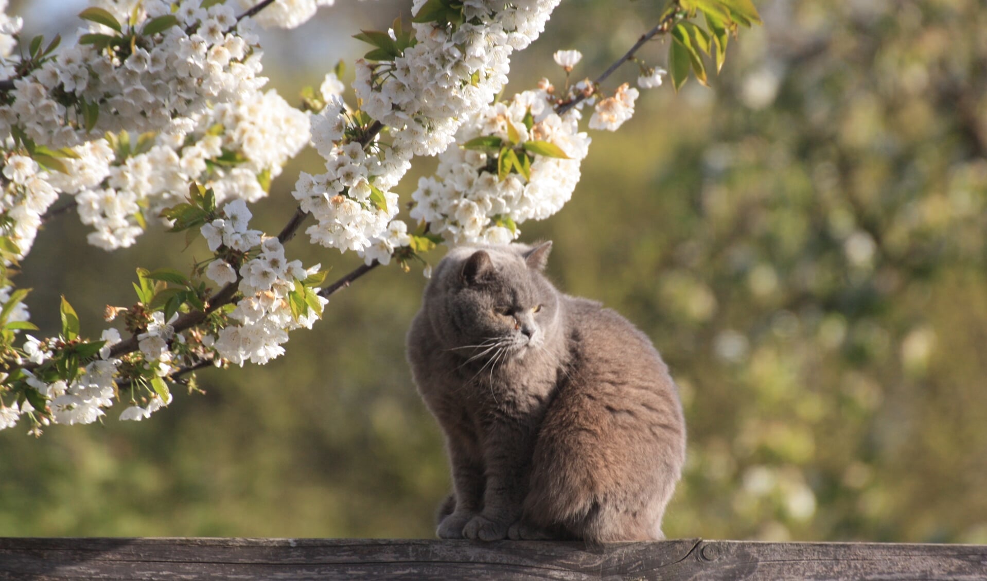 Kat onder de kersenboom