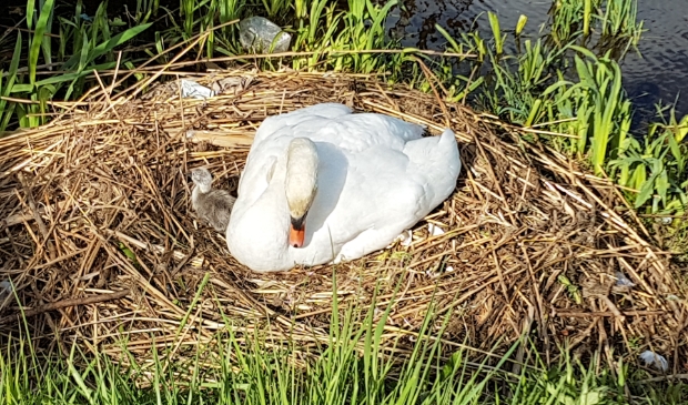 Eerste zwanenkuiken.