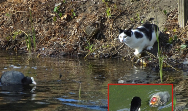 <p>Meerkoeten op de vlucht voor een poes aan het Sparresholmpad in de wijk in de wijk Bornholm.</p>