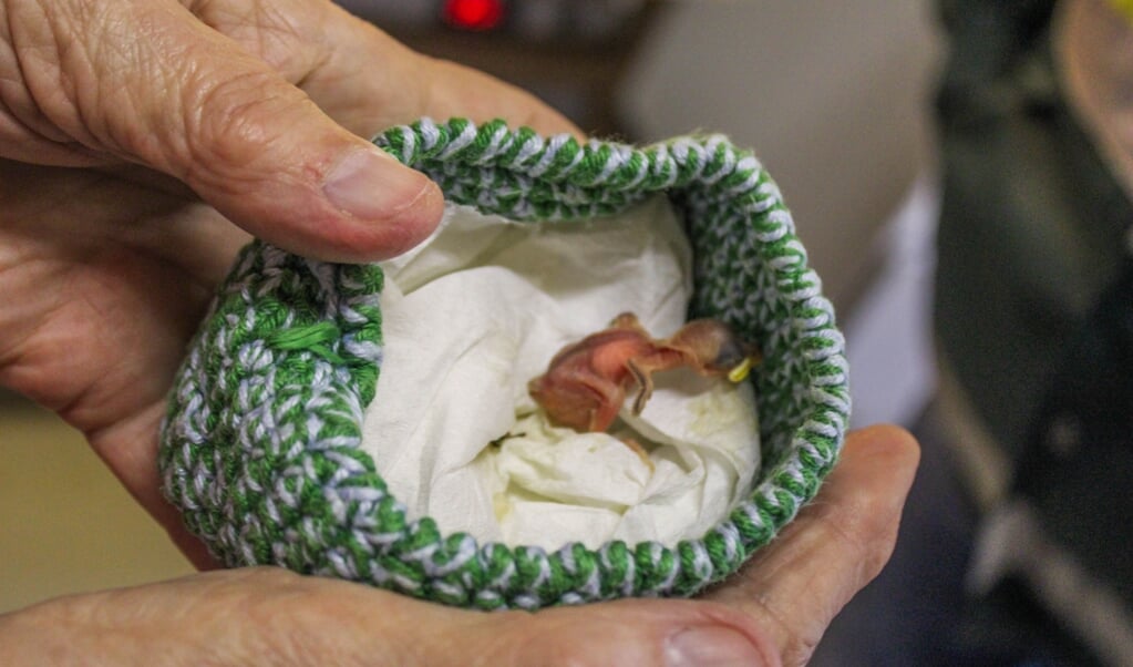 Hier is een super klein vogeltje te zien die regelmatig uit het nest vallen. Ze moeten warm gehouden worden om het te overleven. 