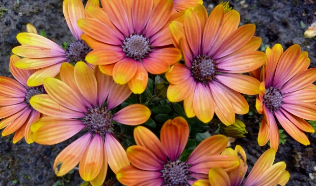 <p>Spaanse Margrieten</p>