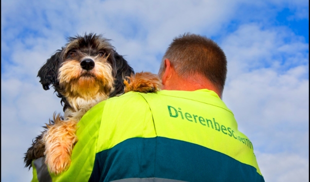 Redding van een hond