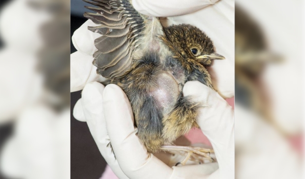 <p>Een inmiddels overleden roodborstje met onderhuidse luchtblaas veroorzaakt door een kattennagel. </p>
