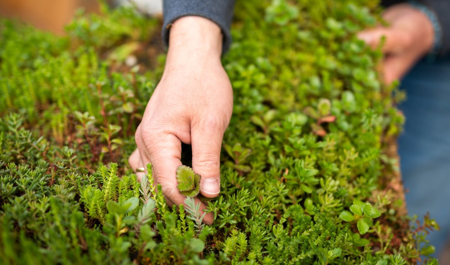Sedum is een vetplantje dat water absorbeert en zorgt voor een schonere lucht.
