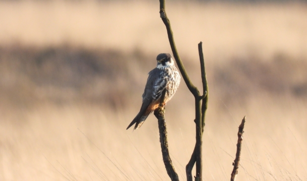 <p>,,De boomvalk, een prachtige vogel die ook ik niet vaak zie.''</p>