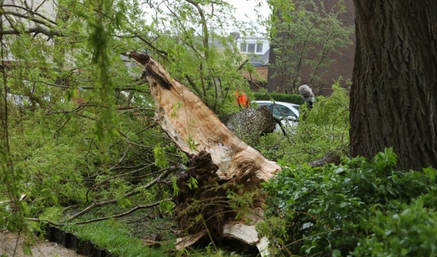 <p>Door de wind waaide de boom gedeeltelijk om.</p>