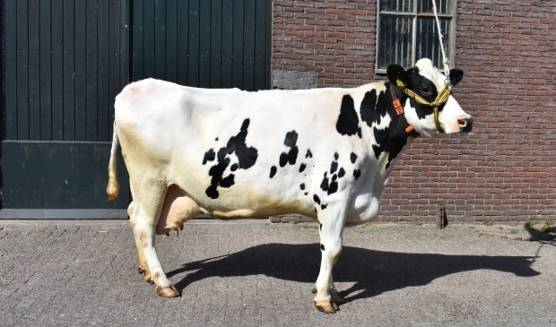 Een Koe