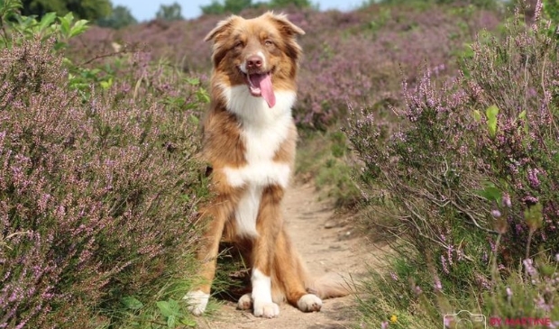 <p>De vermiste Gohya, een Australian Shepherd.</p>