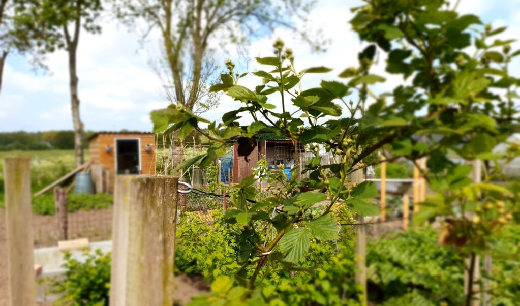 Een doorkijkje op onze groententuin. Deze frambozenstruik levert hopelijk veel fruit op deze zomer. 