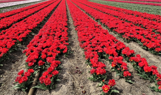 Tulpen