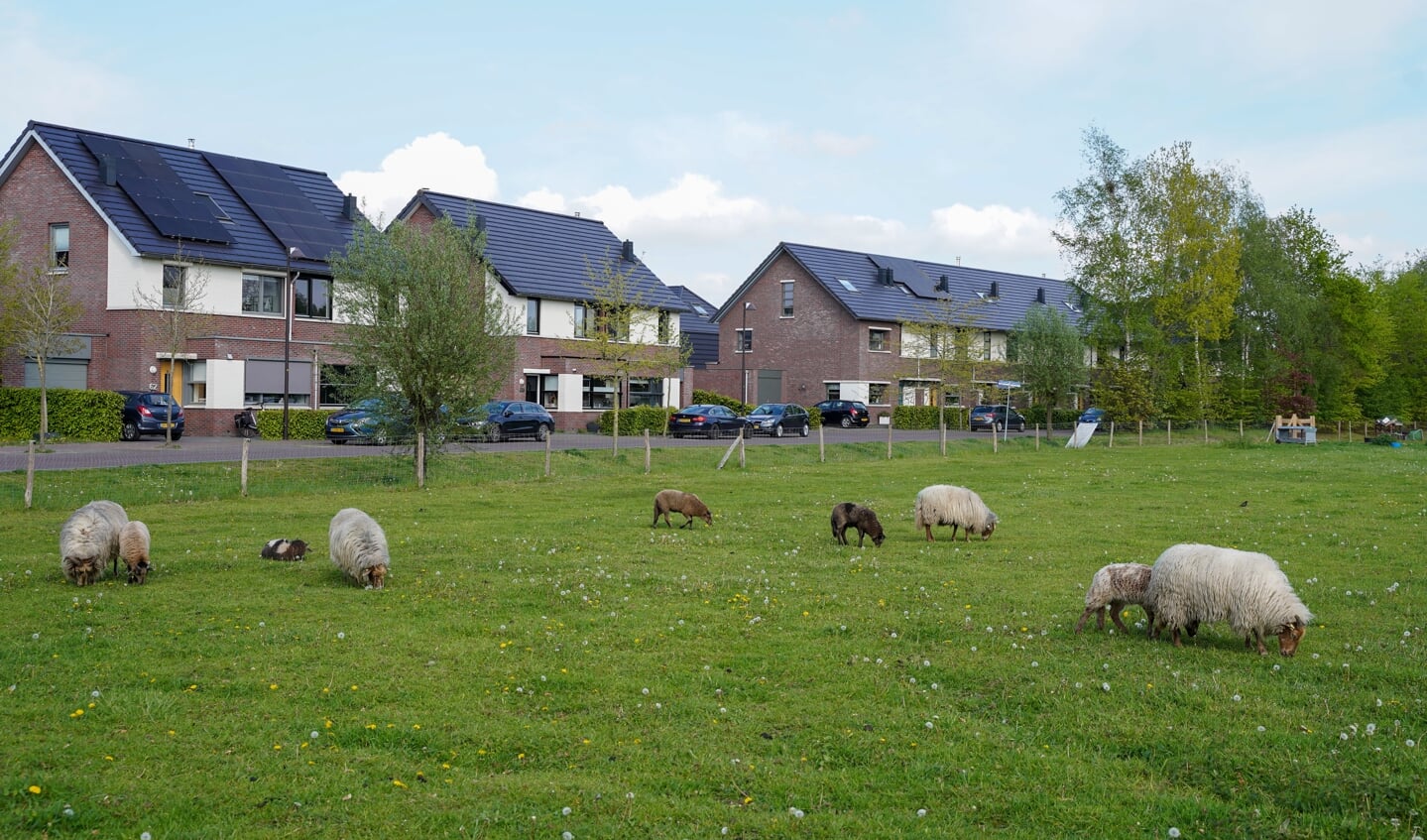 De locatie aan de Huybertsenweg, waar nu nog een kudde Drentse heideschapen graast