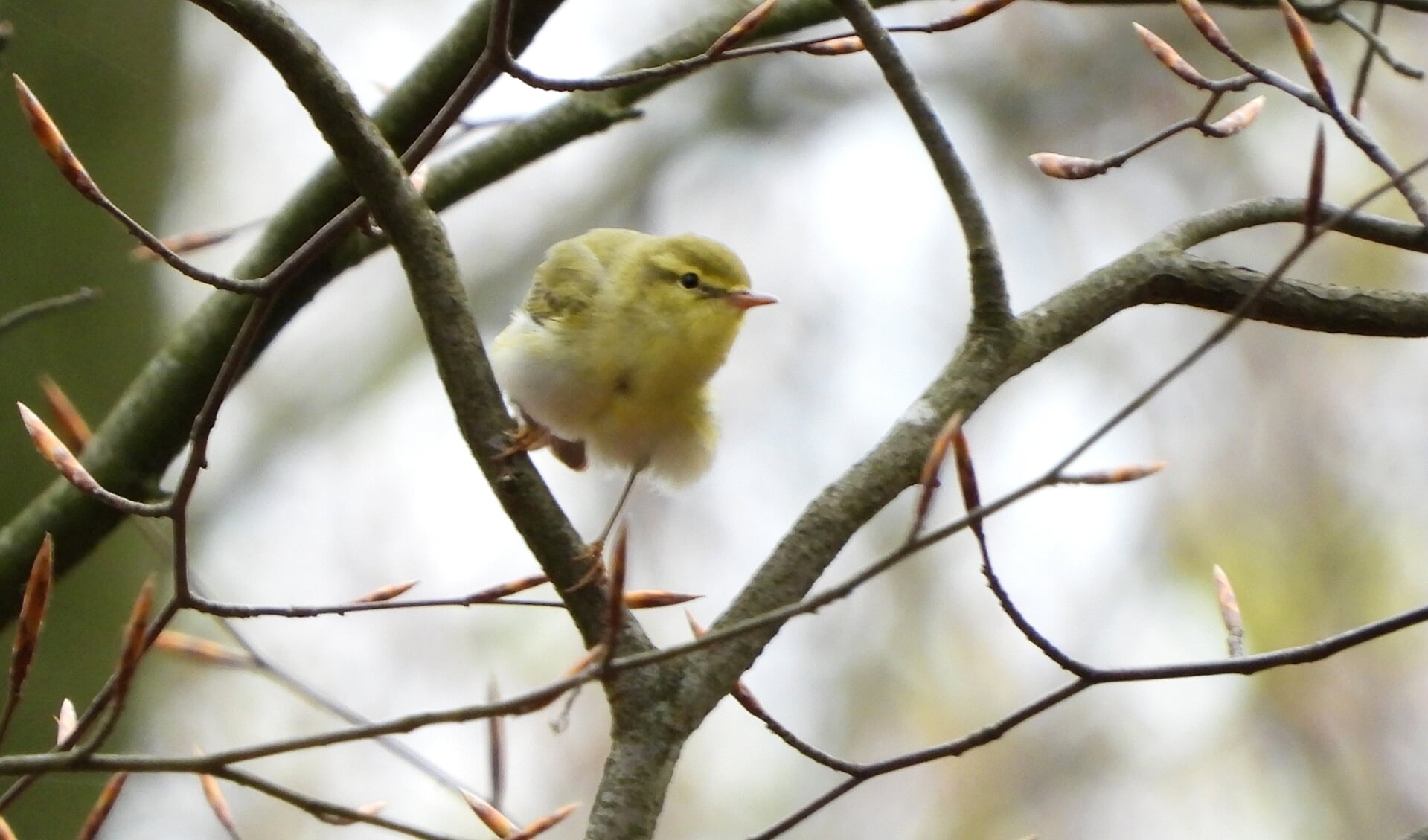 Fluiter in nog niet uitgelopen beuk in het Schaffelaarsebos.