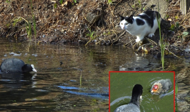 <p>Meerkoeten op de vlucht voor poesWijk Bornholm Sparresholmpad</p>