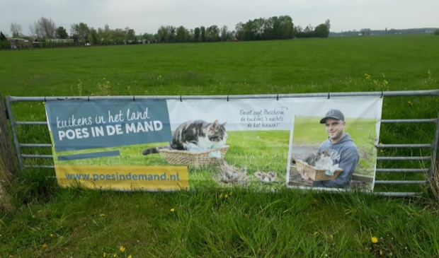 <p>Kuikens in het land, poes in de mand.</p>