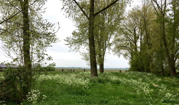 Doorkijk naar de Eemerwaard