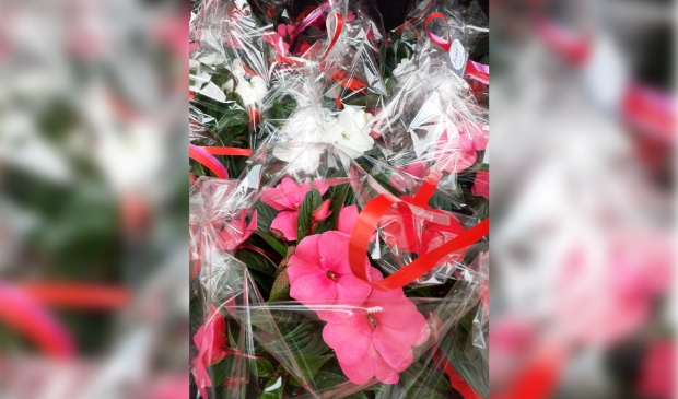 Diverse plantjes die verdeeld werden