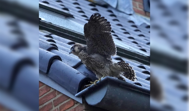 slechtvalkje in de Breestraat