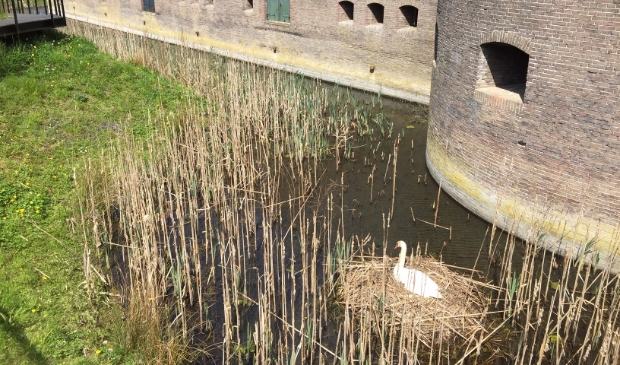 Zwanenpaar in gracht rond het Reduit