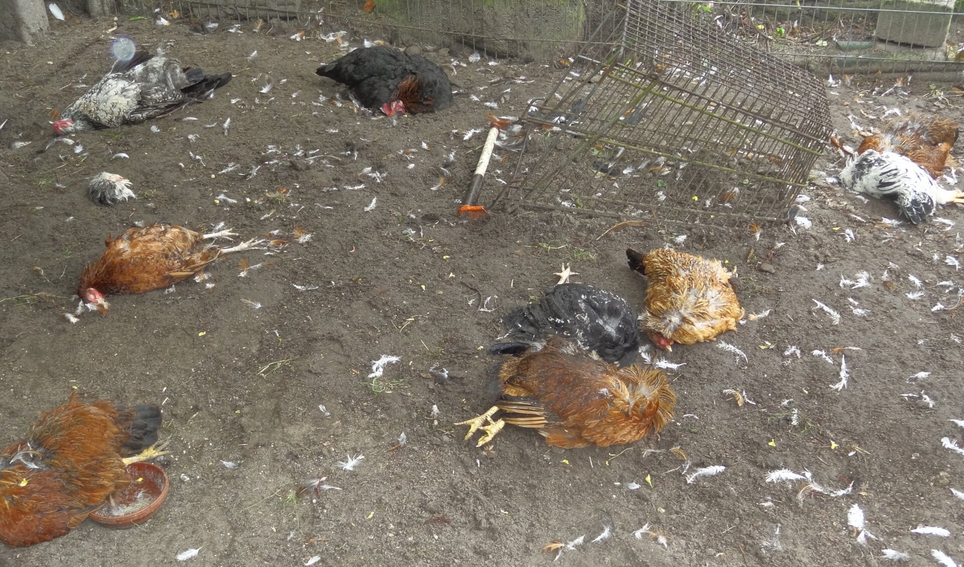 De kippenren veranderde in een slagveld.