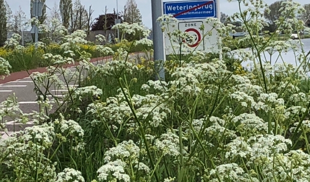 Fluitenkruid