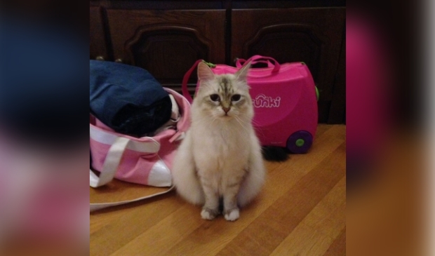 Vermiste kater Oude Millingseweg Garderen