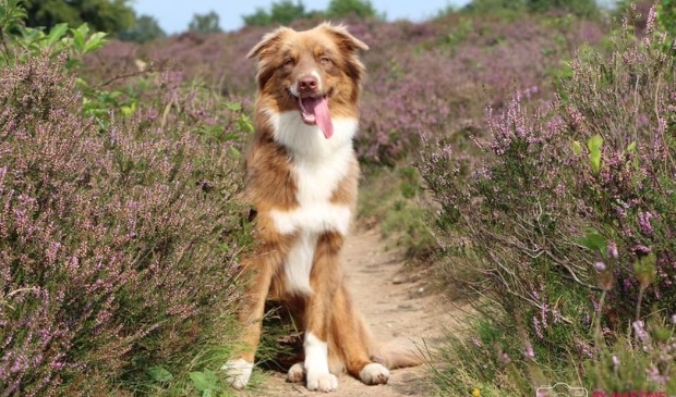 De vermiste Gohya, een Australian Shepherd.