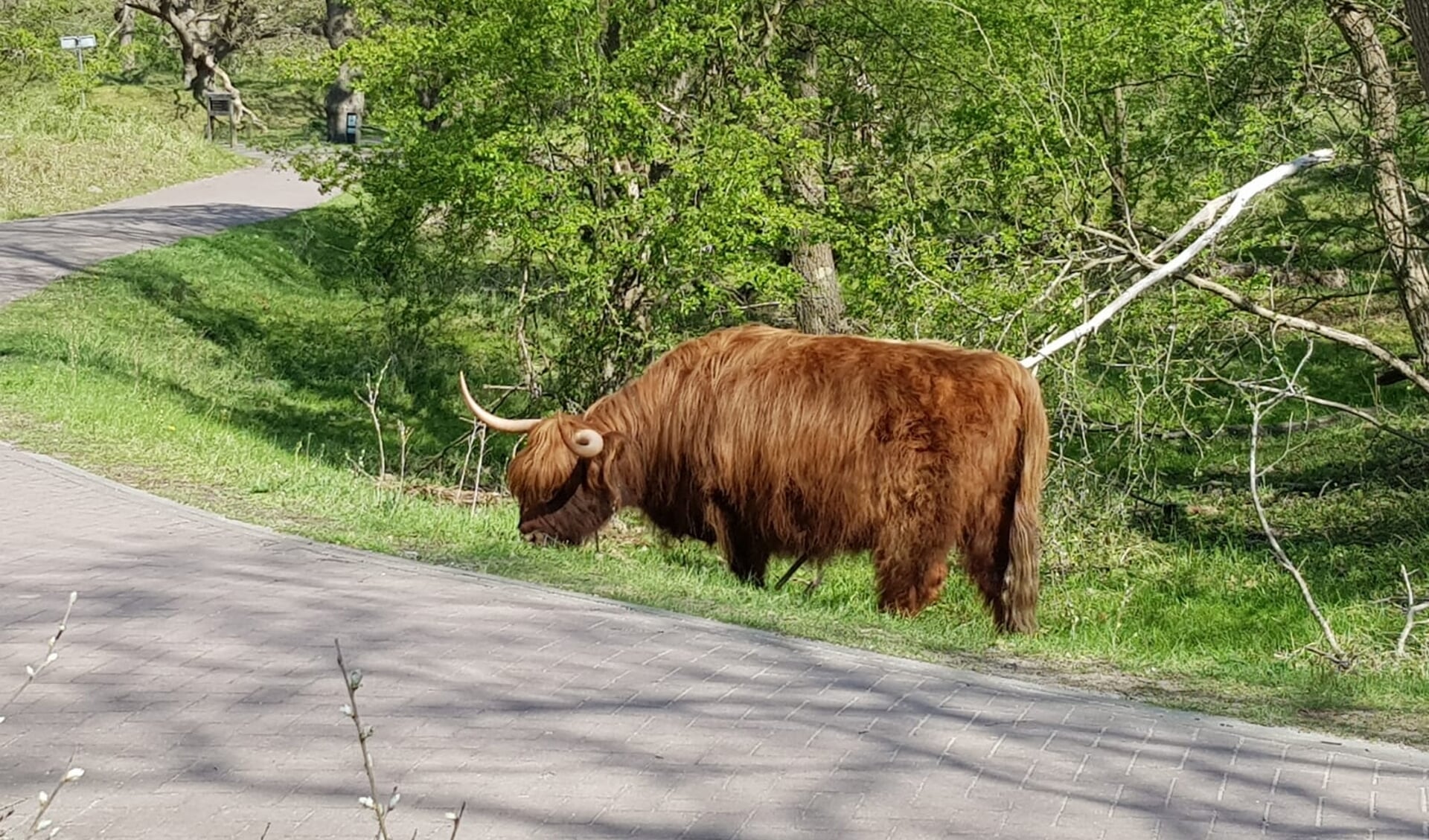 Het Nationaal Park Zuid-Kennemerland.