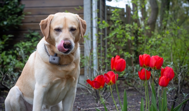 Lexi en tulpen van Venserpark