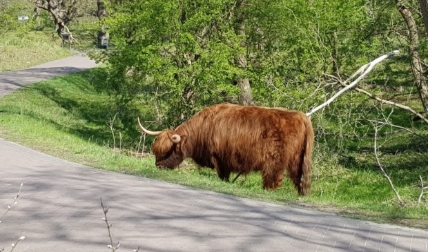 <p>In de Beleefweek zijn er diverse wandelingen, excursies en andere leuke activiteiten in Nationaal Park Zuid-Kennemerland.</p>