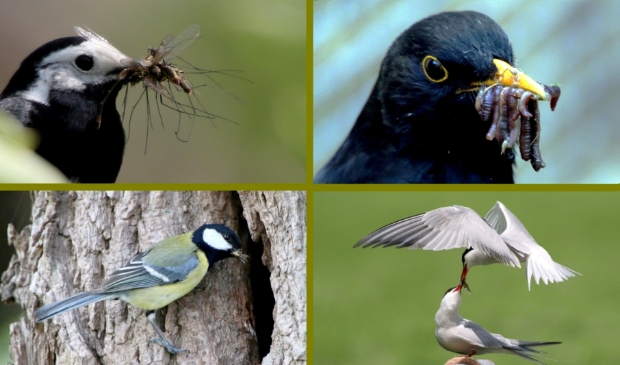 Vogels met vangst.
