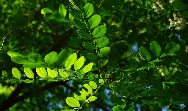 <p>Bij de flat Amstelhove worden op verzoek van de bewoners vier robinia's geplant in plaats van de geplande berken.</p>