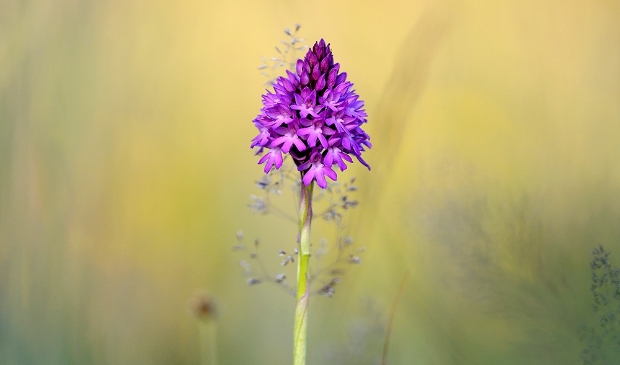 <p>Eén van de orchideeënsoorten die in de duinen te vinden zijn.</p>